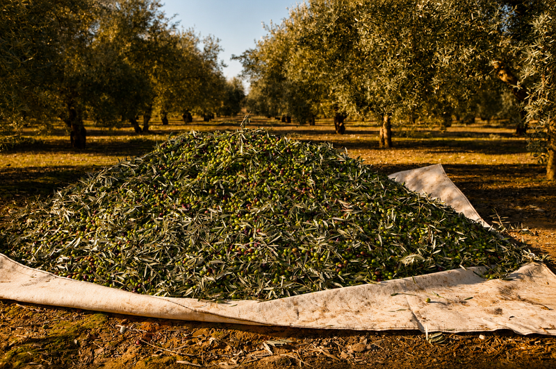 Diferencia entre aceite de oliva virgen y virgen extra