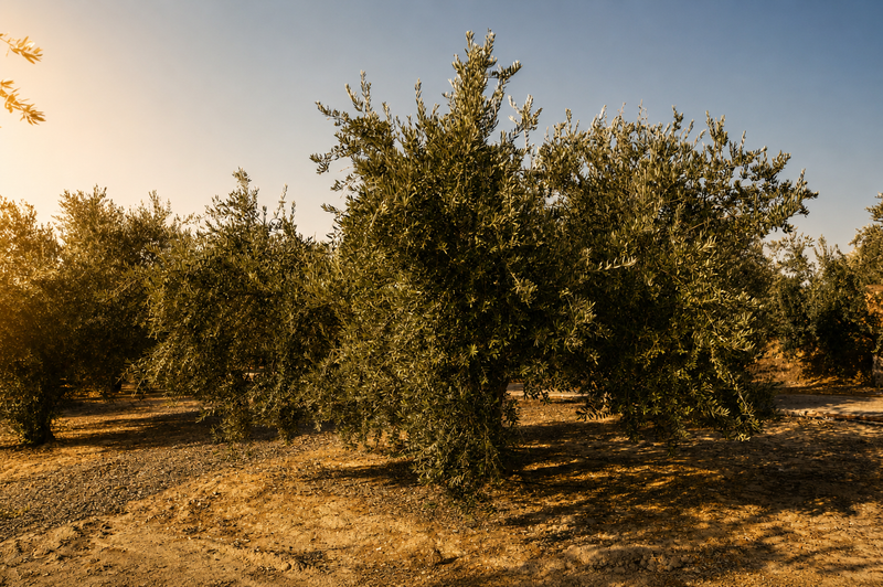 Cómo se extrae el aceite de oliva virgen extra