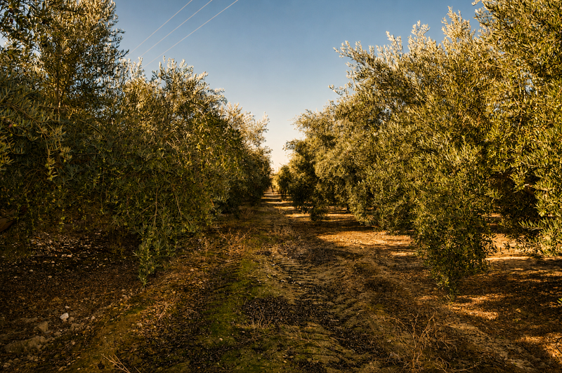 Aceite de oliva temprano: por qué es el oro líquido más exclusivo