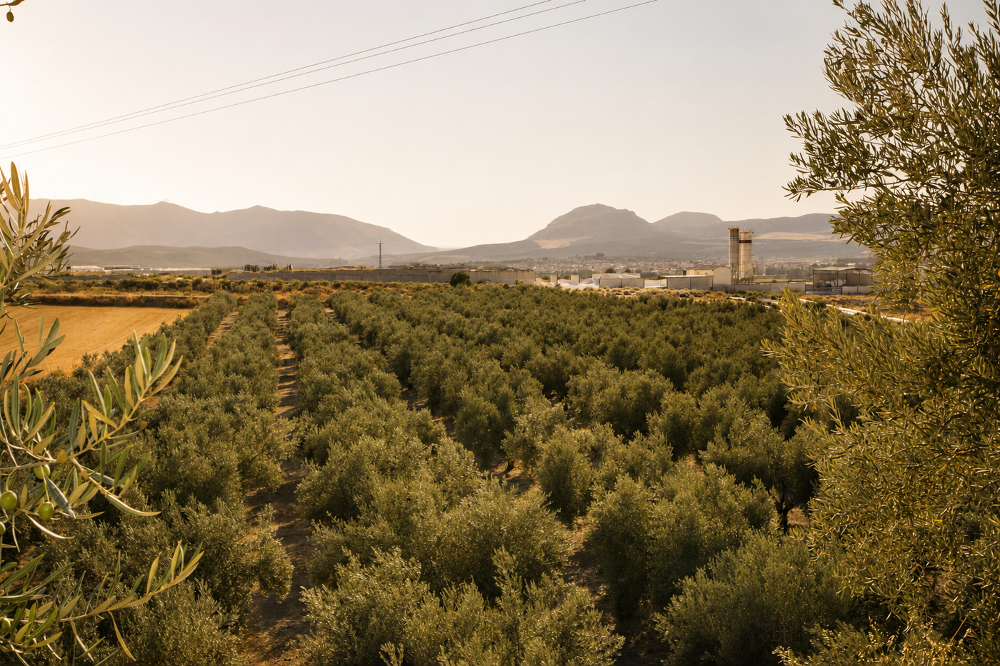 Contraindicaciones del aceite de oliva extra virgen