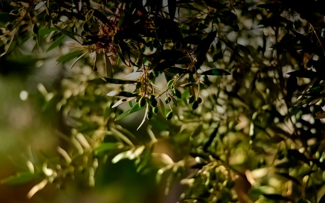 Aceite de oliva temprano